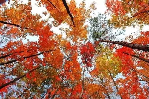 12月16 17日 20 21日 23 24日各一期德保紅楓葉 靖西鵝泉 舊州古鎮兩日游