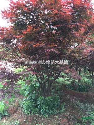 出售湖南紅楓、紅楓小苗、日本紅楓、美國紅楓、青楓、本地紅楓