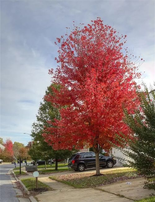 中日美紅楓爭奪戰, 紅楓之鄉 為什么還堅守 中國