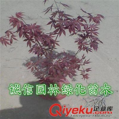 紅楓樹 紅楓樹苗 紅楓苗 紅楓盆景 日本紅楓樹 日本紅楓樹苗-沭陽縣誠信園林綠化苗木基地提供紅楓樹 紅楓樹苗 紅楓苗 紅楓盆景 日本紅楓樹 日本紅楓樹苗的相關(guān)介紹、產(chǎn)品、服務(wù)、圖片、價(jià)格沭陽縣誠信園林綠化苗木基地、喬木;苗木