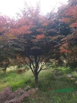 沭陽縣宇航花木園藝場