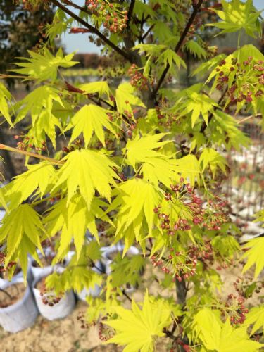 高檔庭院植物日本楓樹約旦生產基地