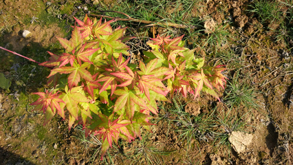 紅楓新品種日本紅楓,簡直是美爆啦!_其它_網(wǎng)