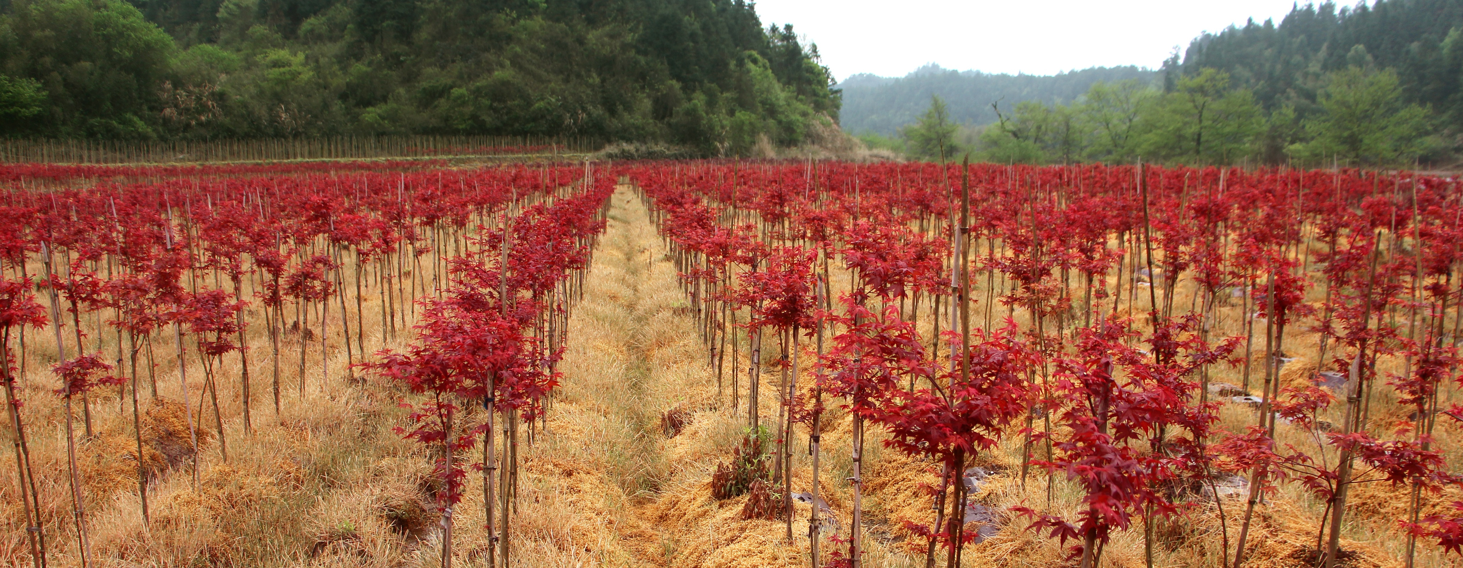 紅楓--主要品種(日本紅楓橙之夢、三季紅、紅舞姬)
