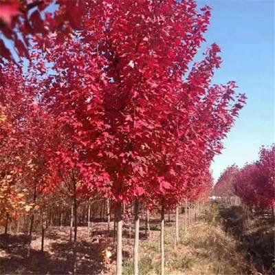 日本紅楓種植日本紅楓和中國紅楓的區(qū)別日本紅楓葉宿遷誠盛園林苗圃