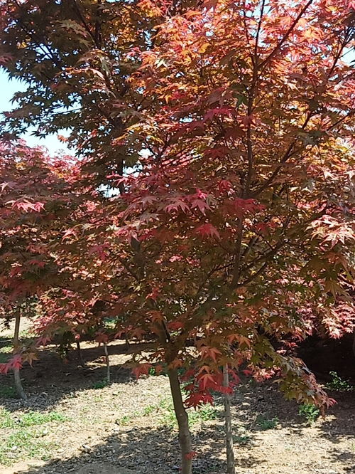 4公分日本紅楓價格 江蘇日本紅楓基地批發(fā)價格