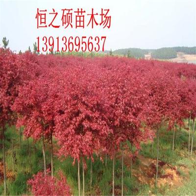 紅葉樹苗多 少錢一棵