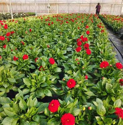 紅楓,美國紅楓,日本紅楓-多地疫情反彈 花卉深陷價量雙跌困境-美國紅楓十月光輝|夕陽紅|紅冠|秋火焰|日本紅楓獅子頭、三河八房、紅三河批發【華石紅楓 tel:4006168511】-www.shmmw.com