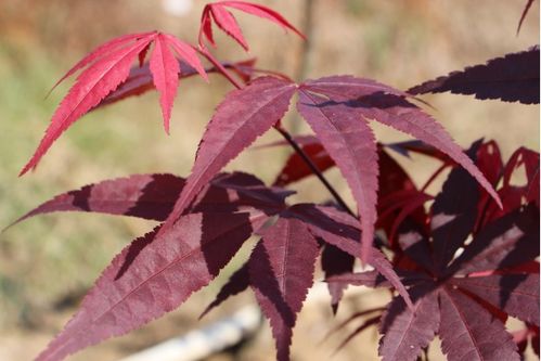 日本紅楓三季紅 暑 你最美