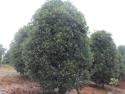 日本紅楓--產品詳情:13605856206