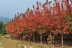 浙江日本紅楓苗木基地價(jià)格產(chǎn)品供求信息圖文搜索結(jié)果_一呼百應(yīng) youboy.com