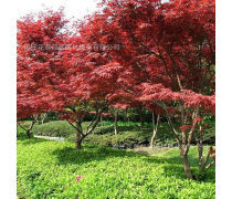 美國(guó)四季紅楓樹(shù)優(yōu)質(zhì)商家置頂推薦產(chǎn)品