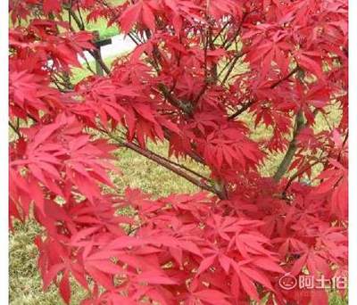 【日本紅楓苗批發(fā)園林綠化苗木紅楓嫁接苗紅楓小苗觀葉類(lèi)移植】沭陽(yáng)縣潼陽(yáng)鎮(zhèn)花蘇橋花卉園藝場(chǎng) - 產(chǎn)品庫(kù)