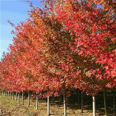日本紅楓基地 日本紅楓價(jià)格 日本紅楓批發(fā)