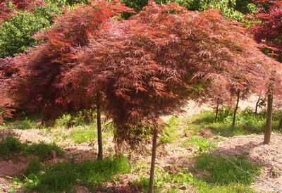 紅楓 日本紅楓 羽毛楓 圖片 品種區(qū)別