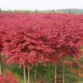 王立友楓樹(shù)