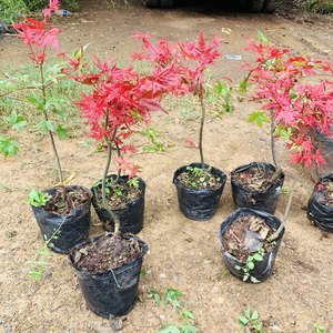 【日本紅楓出猩猩價(jià)格】最新日本紅楓出猩猩