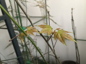 淘寶上買(mǎi)的日本紅楓放陽(yáng)臺(tái)上發(fā)芽了,辨別下真?zhèn)?謝謝