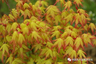 我的日本紅楓種植初體驗(yàn)