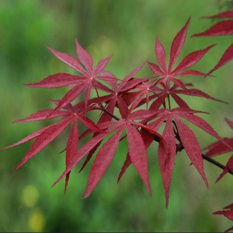 逍遙 紅楓苗 紅楓樹(shù)苗 紅楓小苗 日本紅楓 嫁接紅楓苗 美國(guó)紅楓 黃金楓苗 紅楓樹(shù) 2號(hào)日本紅楓