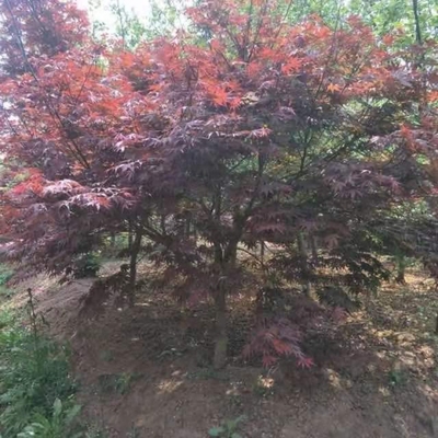 基地直銷(xiāo)10公分日本紅楓 日本紅楓上車(chē)價(jià)