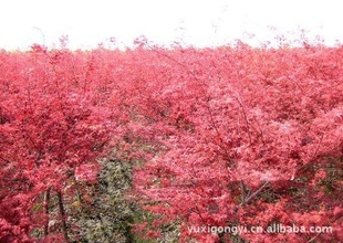 【小苗紅葉美人梅】?jī)r(jià)格、產(chǎn)品供應(yīng),小苗紅葉美人梅廠家批發(fā)列表2-1024商務(wù)網(wǎng)