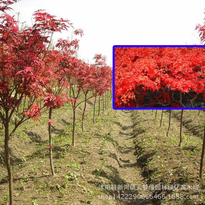 批發(fā)園林行道綠化紅楓樹(shù)苗 美國(guó)紅楓苗 8公分嫁接日本紅楓樹(shù).