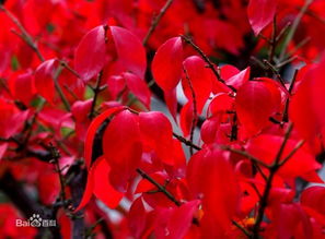 泰安火焰衛(wèi)矛上哪買,火焰衛(wèi)矛哪里好