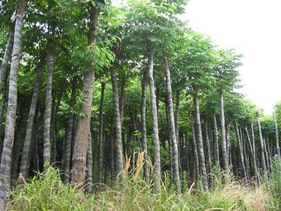 山東北欒#%濟寧北欒@北欒-曲阜紅楓園 產品展示(山東美國紅楓、濟寧日本紅楓、濟寧白蠟)-金泉網(wǎng)