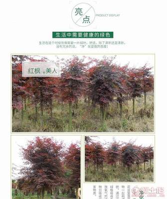 【苗圃基地供應紅楓紅楓樹日本紅楓5公分紅楓】長沙市雨花區(qū)綠心苗圃 - 產品庫