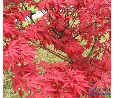 【日本紅楓苗批發(fā)園林綠化苗木紅楓嫁接苗紅楓小苗觀葉類移植】沭陽縣潼陽鎮(zhèn)花蘇橋花卉園藝場 - 產品庫