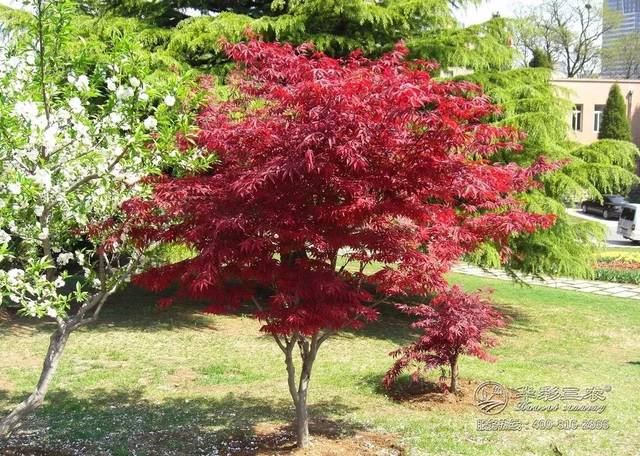 華彩三農你分享:日本紅楓、美國紅楓與中國紅楓的區(qū)別!