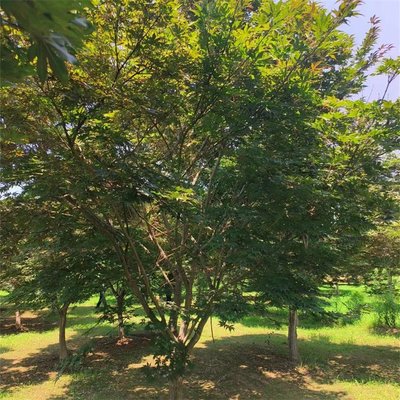 日本紅楓中國紅楓雞爪槭紅楓三季紅觀葉工程樹 根系發(fā)達 好養(yǎng)易活