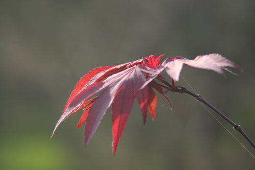 廣西日本紅楓的應用現(xiàn)狀