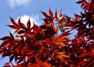 日本紅楓盆栽需要怎么養(yǎng)護 與國產紅楓有什么區(qū)別 苗木多少錢一棵