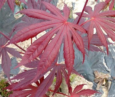 別樣的美,來看日本紅楓紫秀的風(fēng)采,附華東紅楓大型產(chǎn)地照片