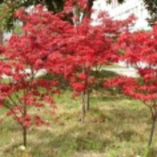 竹柳批發(fā)價格 竹柳批發(fā)批發(fā) 竹柳批發(fā)廠家 