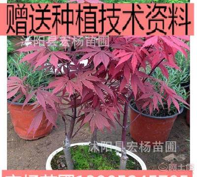【花卉盆景室內(nèi)盆栽日本紅楓盆景微型紅楓盆景不含盆】 - 產(chǎn)品庫 - 沭陽縣宏楊苗圃