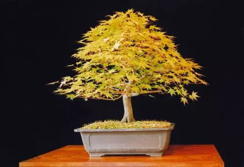 人間日歷 今日宜熱愛