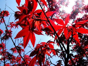 日本紅楓那一種張的 快 葉子那一種最好看 行家回答下