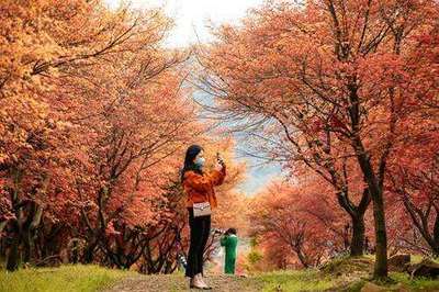 芳菲未盡楓葉紅 吳興廢棄工廠變身網紅景點