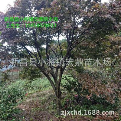 【日本紅楓小苗浙江日本紅楓苗木低價批發(fā)處理價格實惠】新昌縣小將鎮(zhèn)宏鼎苗木場 - 產(chǎn)品庫