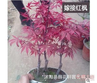 【醉花軒盆栽黃金楓日本紅楓盆景樹樁紅楓盆栽紅楓苗成型盆景苗】沭陽縣醉花軒園藝場 - 產(chǎn)品庫