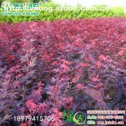 【日本紅楓三季紅】紅楓,價格,廠家,圖片,供應商,花木,宜黃縣綠農(nóng)農(nóng)業(yè)發(fā)展 - 產(chǎn)品庫 - 阿土伯交易網(wǎng)