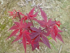 九農(nóng)花木園藝場基地實拍圖 日本紅楓三季紅
