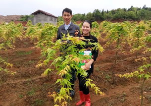 分享華彩三農(nóng)基地實(shí)拍圖 日本紅楓橙之夢