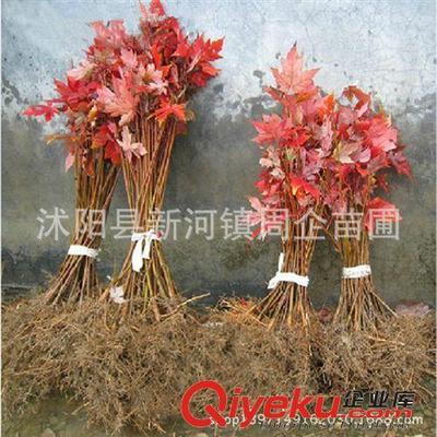 批發正宗嫁接日本紅楓苗 日本紅楓樹苗 日本紅楓三季紅小苗盆景-沭陽縣新河鎮周企苗圃提供批發正宗嫁接日本紅楓苗 日本紅楓樹苗 日本紅楓三季紅小苗盆景的相關介紹、產品、服務、圖片、價格沭陽縣新河鎮周企苗圃、灌木;綠化苗;種子;盆景;果樹苗