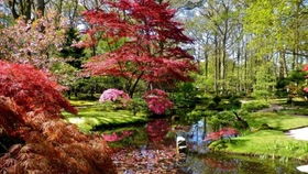 日本紅楓 秋日里的絢爛詩篇