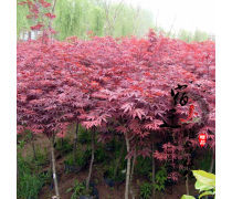 日本紅楓 秋色中的絕美風景
