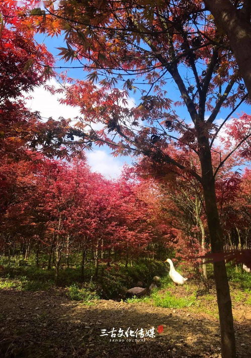 隆昌300畝紅楓秘境 層林盡染，何必遠赴東瀛